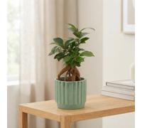 Ficus Ginseng Bonsai (Ficus Microcarpa) - 9Cm Pot