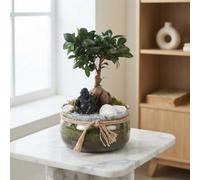 Ficus Ginseng Bonsai (Ficus Microcarpa) - Glass Bowl, 20Cm