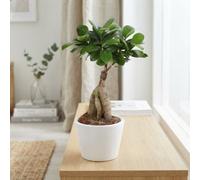 Ficus Ginseng Bonsai - White Ceramic Pot, 11Cm