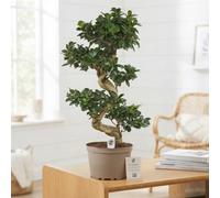 Ficus Ginseng (Ficus Microcarpa) - 24Cm Pot