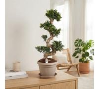 Ficus Ginseng (Ficus Microcarpa) - 35Cm Pot