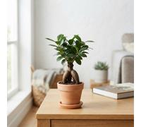 Ficus Ginseng (Ficus Microcarpa) - 6Cm Pot