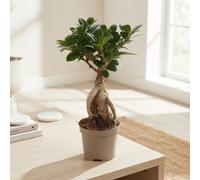 Ficus Ginseng (Ficus Microcarpa) - 9Cm Pot