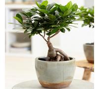 Ficus Ginseng Indoor Decorative Chinese Bonsai Live Houseplant In 12Cm Pot