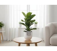Ficus Lyrata Ceramic Liv Pot Size 13 Cm Height 35 Fiddle-Leaf Fig Indoor Houseplant