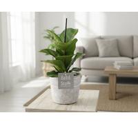 Ficus Lyrata Ceramic Stone Look Pot Size 13 Cm Height 35 Fiddle-Leaf Fig Indoor Houseplant