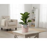 Ficus Lyrata Ceramic Terracotta Pot Size 13 Cm Height 35 Fiddle-Leaf Fig Indoor Houseplant