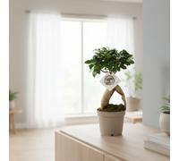 Ficus Mi Ginseng Pot Size 12 Cm Height 30 Indoor Houseplant