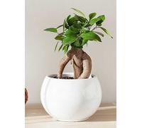 YouGarden Ficus microcarpa Ginseng 12cm 12cm Pot Green