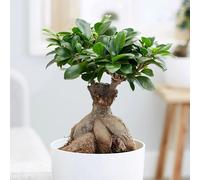 Ficus Microcarpa Ginseng Indoor Bonsai Tree Ficus 40cm Indoor Plant 15cm Pot Primrose Green One Size