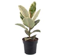 Ficus Tineke (12cm)