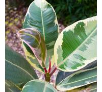 Ficus Tineke (12cm) V3