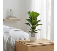 Fiddle Leaf Fig (Ficus Lyrata) - 13Cm Pot