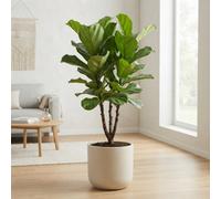 Fiddle Leaf Fig (Ficus Lyrata) - 30Cm Pot, 140Cm Tall