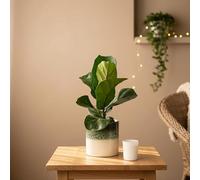 Fiddle Leaf Fig Houseplant with Ocean Ceramic Pot - Indoor Plant Decor | Pot Included - Luxe Leaf Plants