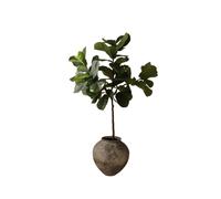 Fiddle Leaf Fig Stems Green