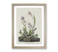 Field Sparrow By John James Audubon Vintage Framed Print | A2 Oak Framed Wall Art | Ready to Hang | Classic Animal Picture | Living Room Bedroom Lounge Office