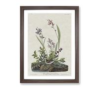 Field Sparrow By John James Audubon Vintage Framed Wall Art Print, Ready to Hang Picture for Living Room Bedroom Home Office Décor, Walnut A2 (64 x 46 cm)