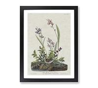 Field Sparrow By John James Audubon Vintage Framed Wall Art Print, Ready to Hang Picture for Living Room Bedroom Home Office Décor, Black A2 (64 x 46 cm)