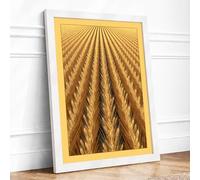 Fields of Gold Rustic Framed Wall Art Print A2 White Frame