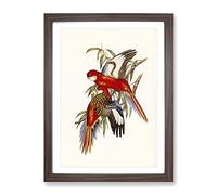 Fiery Parakeet Birds By Elizabeth Gould Vintage Framed Wall Art Print, Ready to Hang Picture for Living Room Bedroom Home Office Décor, Walnut A4 (34 x 25 cm)