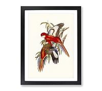 Fiery Parakeet Birds By Elizabeth Gould Vintage Framed Wall Art Print, Ready to Hang Picture for Living Room Bedroom Home Office Décor, Black A3 (34 x 46 cm)