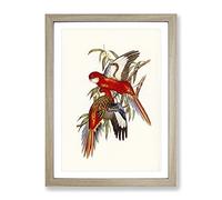 Fiery Parakeet Birds By Elizabeth Gould Vintage Framed Wall Art Print, Ready to Hang Picture for Living Room Bedroom Home Office Décor, Oak A3 (34 x 46 cm)