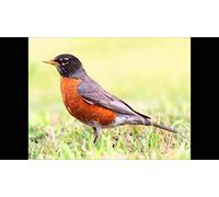 Fifty-Three All American Bird - 53 All American Bird Songs & C