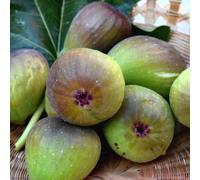 Fig Bornholm Fruit Bush Ficus carica Fruiting Shrub Plant 2L Pot 30cm - 40cm Plant Theory Green One Size