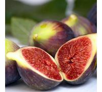 Fig Brown Turkey Fruit Bush Ficus carica Fruiting Shrub Plant 2L Pot 30cm - 40cm Plant Theory Green One Size