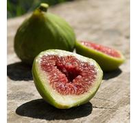 Fig Dalmatie Fruit Bush Ficus carica Fruiting Shrub Plant 2L Pot 30cm - 40cm Plant Theory Green One Size