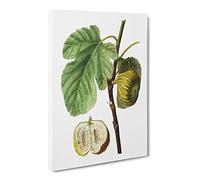 Fig Fruit By Pierre Joseph Redoute Canvas Print | Gallery Wrapped 30mm Frame Wall Art | 24x16 inches | Ready to Hang | Retro Still Life Picture | Living Room Bedroom Lounge Office