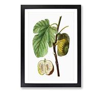 Fig Fruit by Pierre-Joseph Redoute Framed Print | A2 Black Framed Wall Art | Ready to Hang | Modern Food Picture | Living Room Bedroom Lounge Office