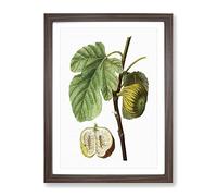 Fig Fruit By Pierre Joseph Redoute Vintage Framed Print | A2 Walnut Framed Wall Art | Ready to Hang | Classic Food Picture | Living Room Bedroom Lounge Office
