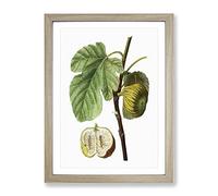 Fig Fruit By Pierre Joseph Redoute Vintage Framed Print | A3 Oak Framed Wall Art | Ready to Hang | Classic Food Picture | Living Room Bedroom Lounge Office