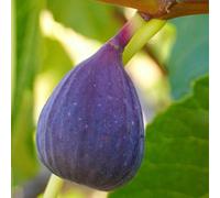 Fig Ronde de Bordeaux Fruit Bush Ficus Carica Shrub Plant 2L Pot 30cm - 40cm Plant Theory Green One Size