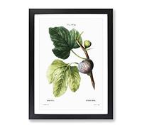 Fig Tree By Pierre Joseph Redoute Vintage Framed Print | A2 Black Framed Wall Art | Ready to Hang | Classic Floral Picture | Living Room Bedroom Lounge Office