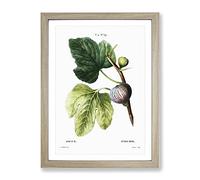 Fig Tree By Pierre Joseph Redoute Vintage Framed Print | A4 Oak Framed Wall Art | Ready to Hang | Classic Floral Picture | Living Room Bedroom Lounge Office