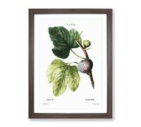 Fig Tree By Pierre Joseph Redoute Vintage Framed Print | A4 Walnut Framed Wall Art | Ready to Hang | Classic Floral Picture | Living Room Bedroom Lounge Office