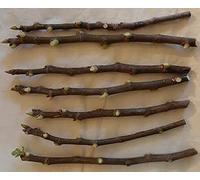 Fig Tree Cuttings Coll de Dama- Blanca