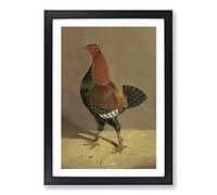 Fighting Cock by John Frederick Herring Framed Wall Art Print A2 Black