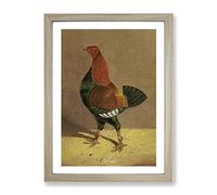 Fighting Cock Vol.1 By John Frederick Herring Classic Painting Framed Wall Art Print, Ready to Hang Picture for Living Room Bedroom Home Office Décor, Oak A2 (64 x 46 cm)