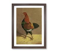 Fighting Cock Vol.1 By John Frederick Herring Classic Painting Framed Wall Art Print, Ready to Hang Picture for Living Room Bedroom Home Office Décor, Walnut A3 (34 x 46 cm)