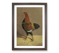 Fighting Cock Vol.1 by John Frederick Herring Framed Print | A2 Walnut Framed Wall Art | Ready to Hang | Modern Nature Picture | Living Room Bedroom Lounge Office