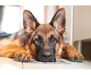 Fiico German Shepherd Greeting Card - Landscape