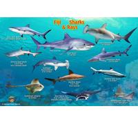 Fiji Sharks & Rays Guide Franko Maps Laminated Fish Card