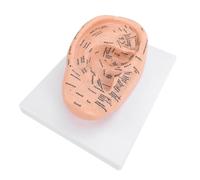 FILFEEL 22cm Ear Acupuncture Model, Clear Acupoint Labels PVC Ear Acupressure Model for School Lab Teaching, with Adaptable Structure for TCM Practice