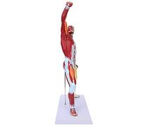 FILFEEL 50cm Multi-Color Muscular System Model for Anatomical Studies - for Teaching, Display, and Artwork