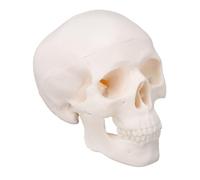 FILFEEL Human Skull Model Detailed Anatomical Teaching Tool for Students Artists Educators PVC Plastic 3.74x2.95x2.56in
