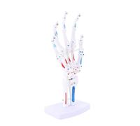 FILFEEL Life Size Bendable Human Hand Skeleton Model on Base for Study Demonstration and Display, Teaching Aid